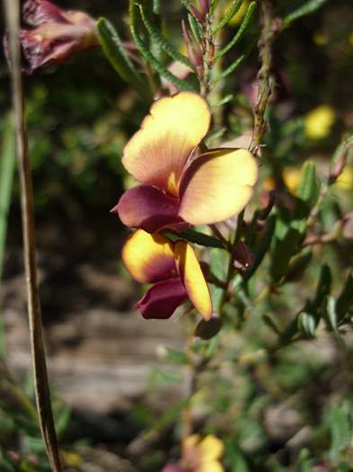 Diuris - orchid donkey Don-Shepherd-Nature-Walk-Baldivis-d025.JPG